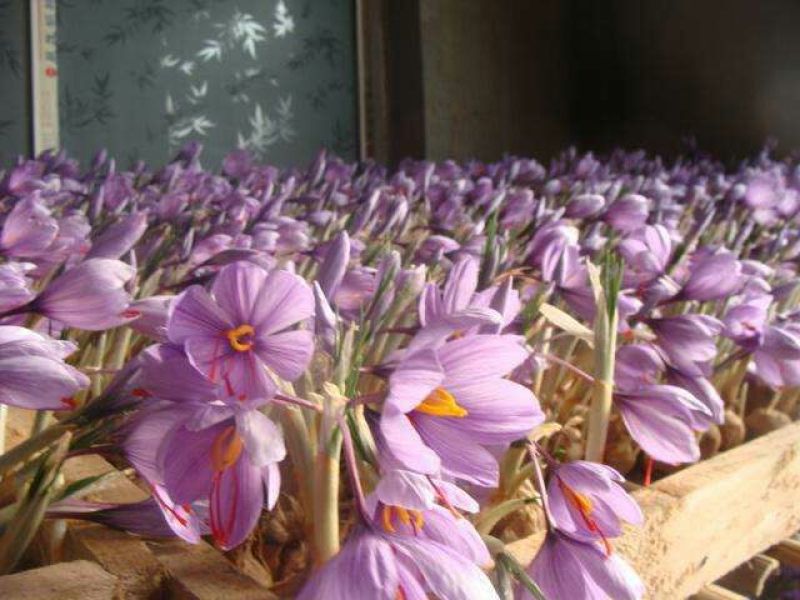 藏红花种球，番红花盆栽苗种籽开花种子球根花朵西红花苗种植