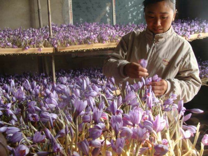 藏红花种球，番红花盆栽苗种籽开花种子球根花朵西红花苗种植