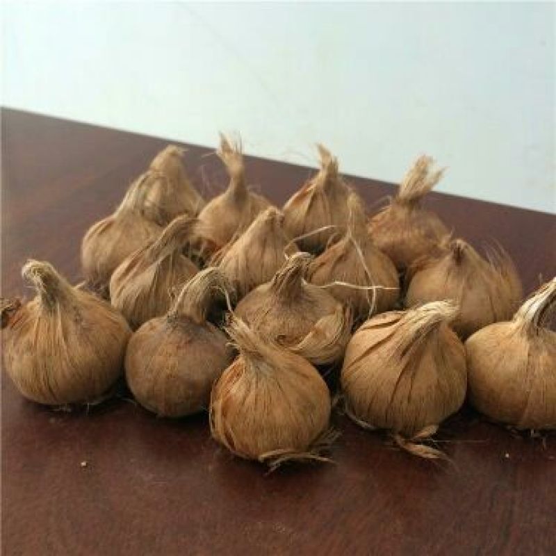 藏红花种球，番红花盆栽苗种籽开花种子球根花朵西红花苗种植