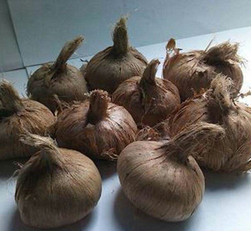 藏红花种球，番红花盆栽苗种籽开花种子球根花朵西红花苗种植
