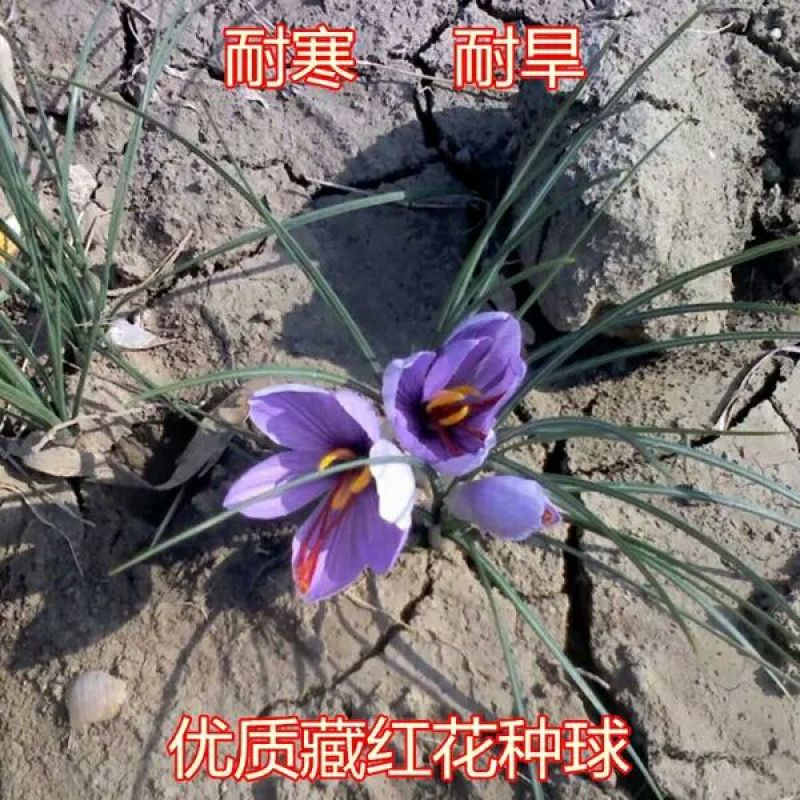 藏红花种球，番红花盆栽苗种籽开花种子球根花朵西红花苗种植