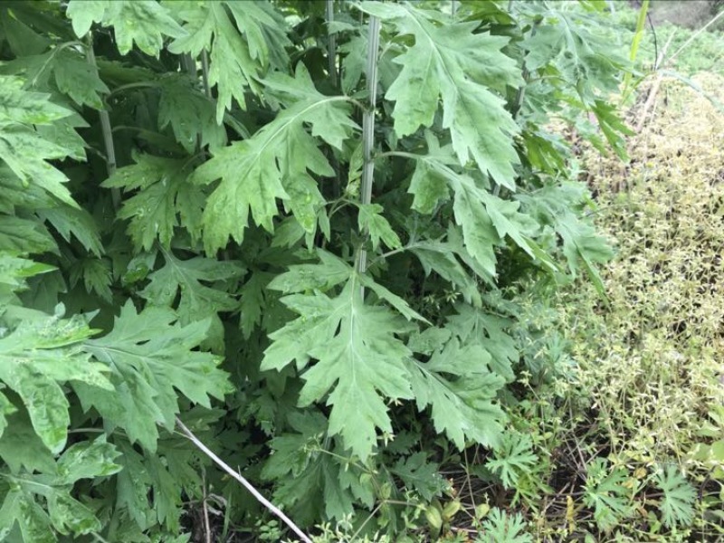 艾草