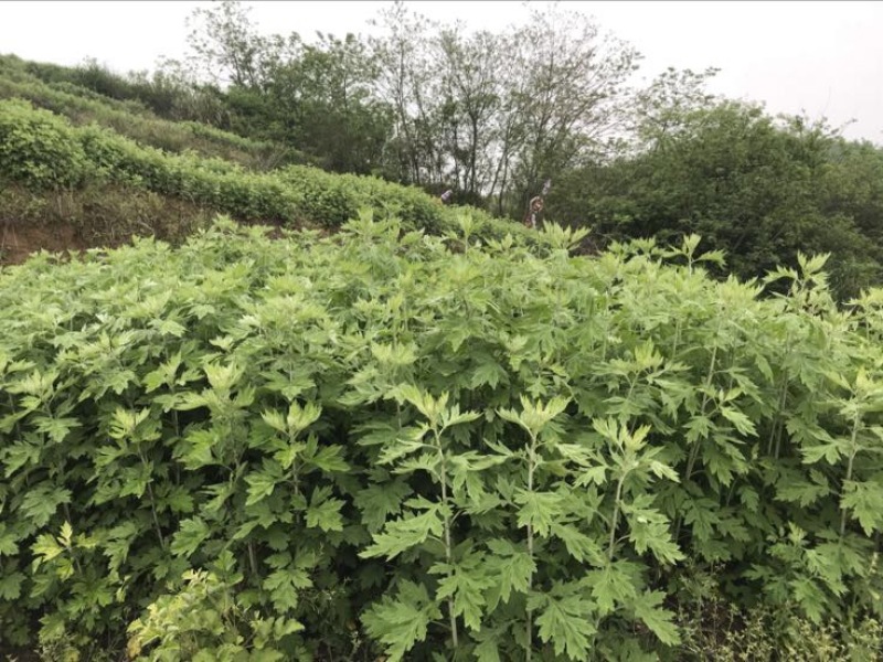 艾草
