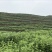 艾草