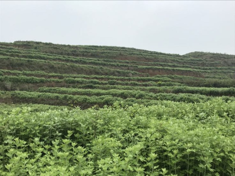 艾草