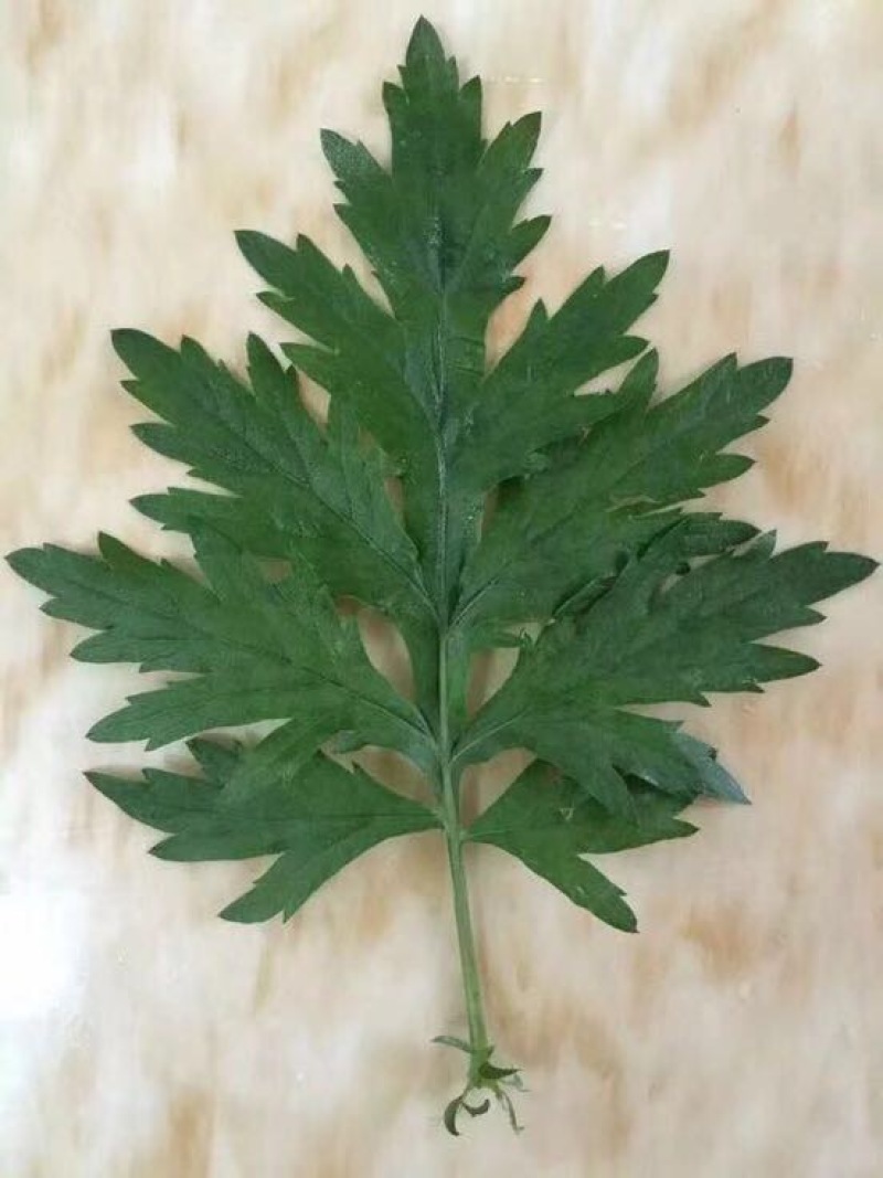 艾草