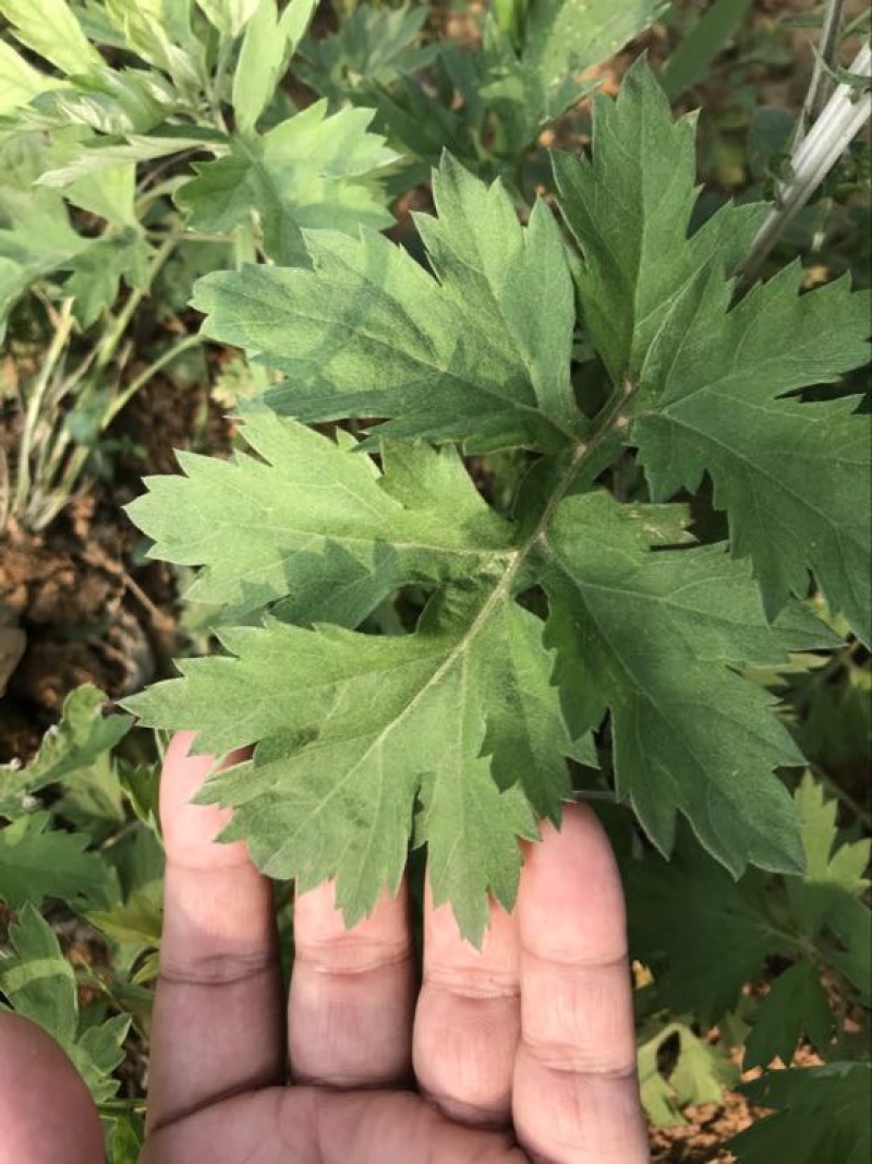 艾草