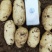 山东冷库荷兰十五土豆大量出库,货源充足,欢迎客户前来选购
