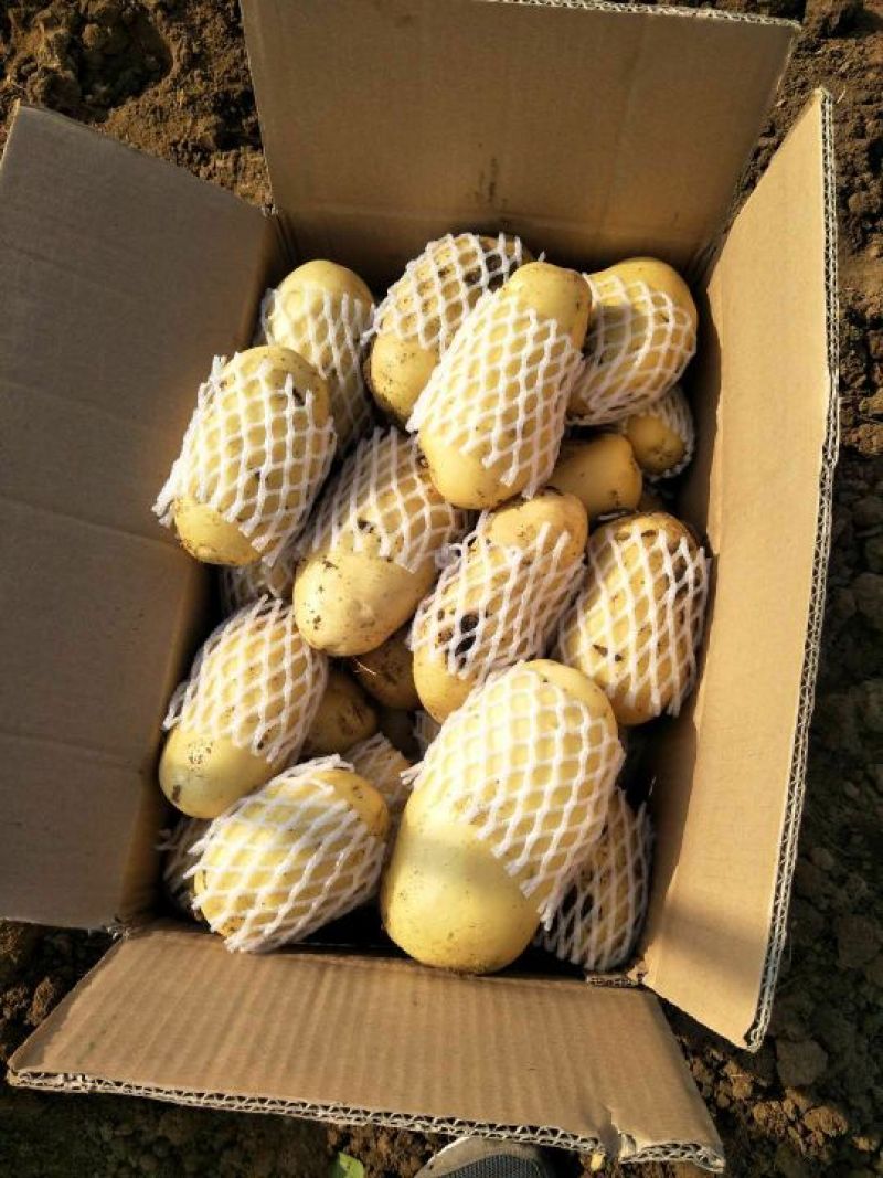 山东冷库荷兰十五土豆大量出库，货源充足，欢迎客户前来选购