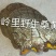 桑黄桑黄菌——野生桑树桑黄