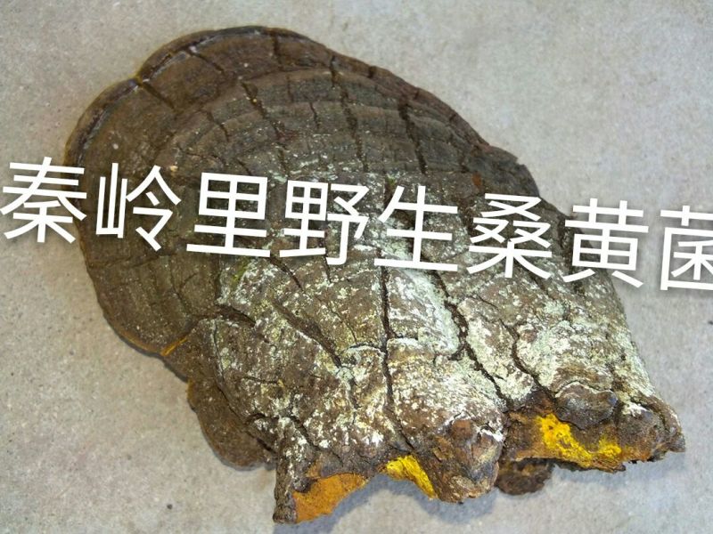 桑黄桑黄菌——野生桑树桑黄