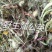 野生蒲公英