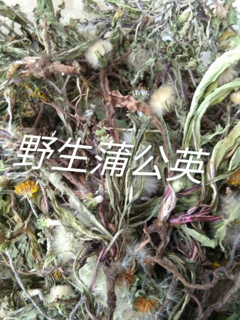 野生蒲公英
