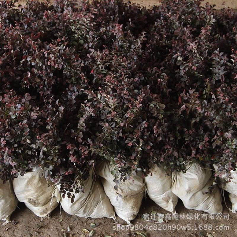 红花继木苗30~40cm