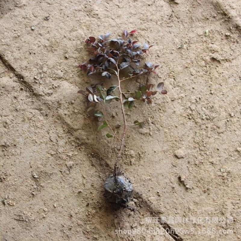 红花继木苗30~40cm