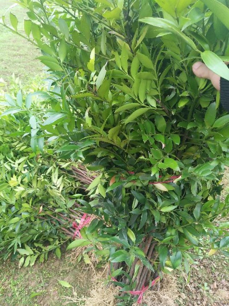 竹柏2cm以下2米以下
