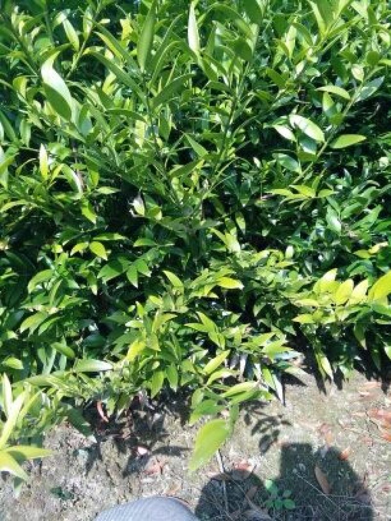 竹柏2cm以下2米以下