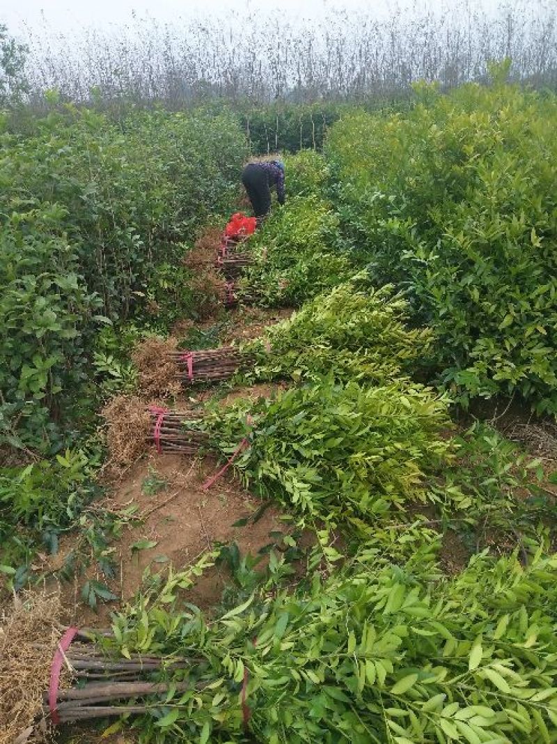 竹柏2cm以下2米以下