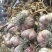 四川大蒜种蒜苔种苗蒜种红根蒜苗种葱种（源头好货）
