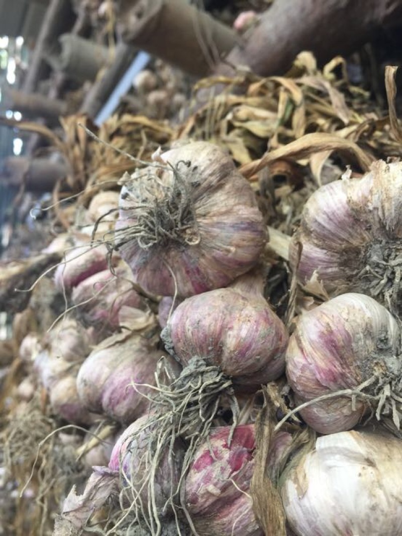 四川大蒜种蒜苔种苗蒜种红根蒜苗种葱种（源头好货）