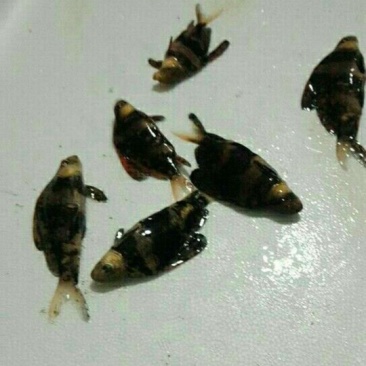 胭脂鱼大小规格齐全，渔场直售，量大，欢迎进店咨询