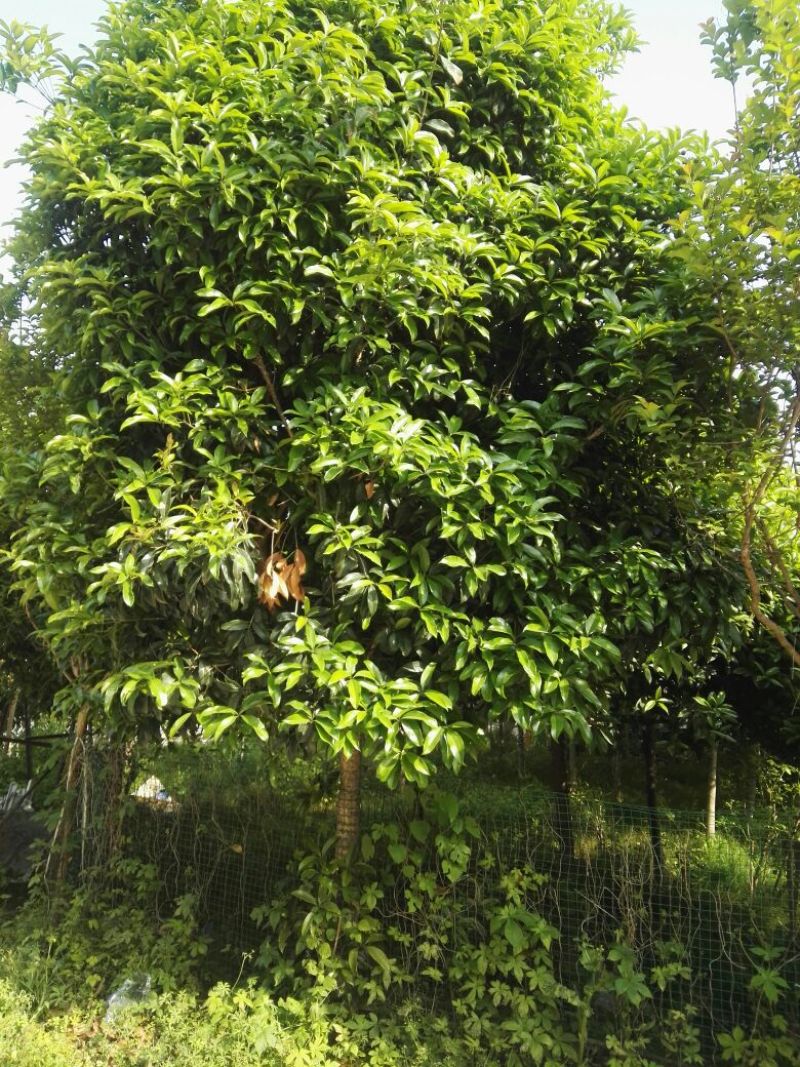 黄金桂花树8~10cm2.5~3米1~2米