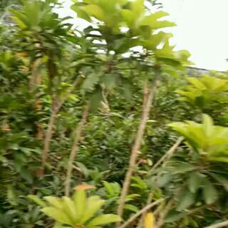 广西灵山人心果苗售后送技术大量上市中欢迎采购