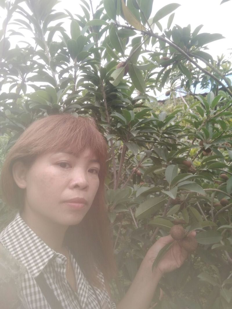 广西灵山人心果苗售后送技术大量上市中欢迎采购