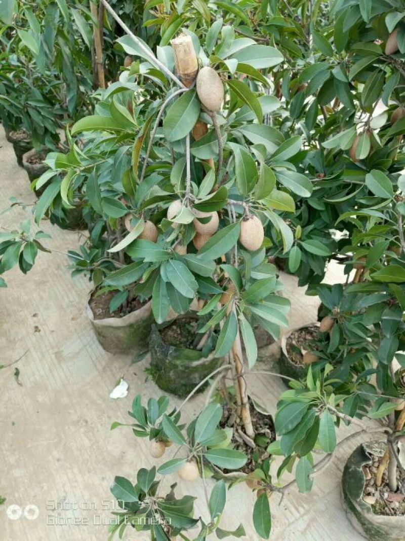 广西灵山人心果苗售后送技术大量上市中欢迎采购