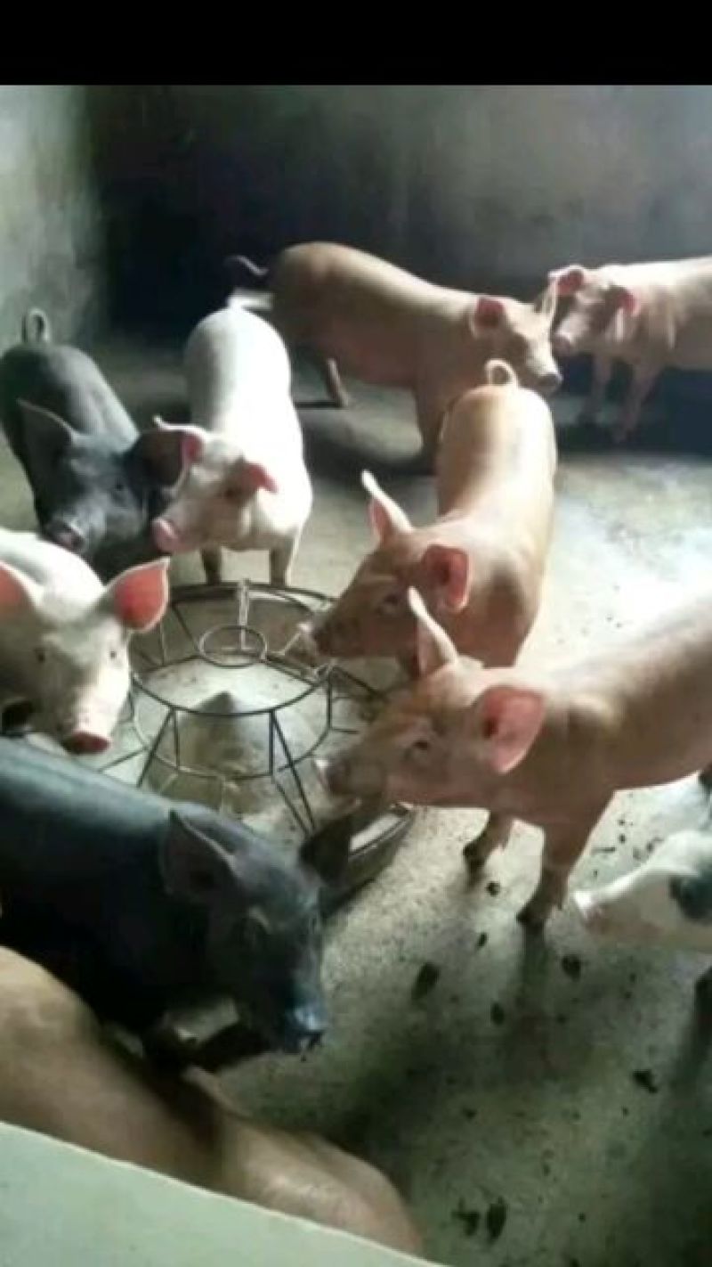 三元仔猪内三元，外三元。包检疫，包装车，