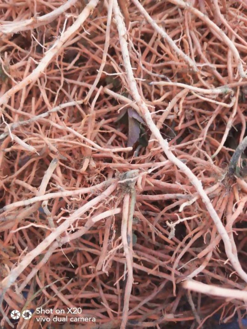野蚕豆野蚕豆根