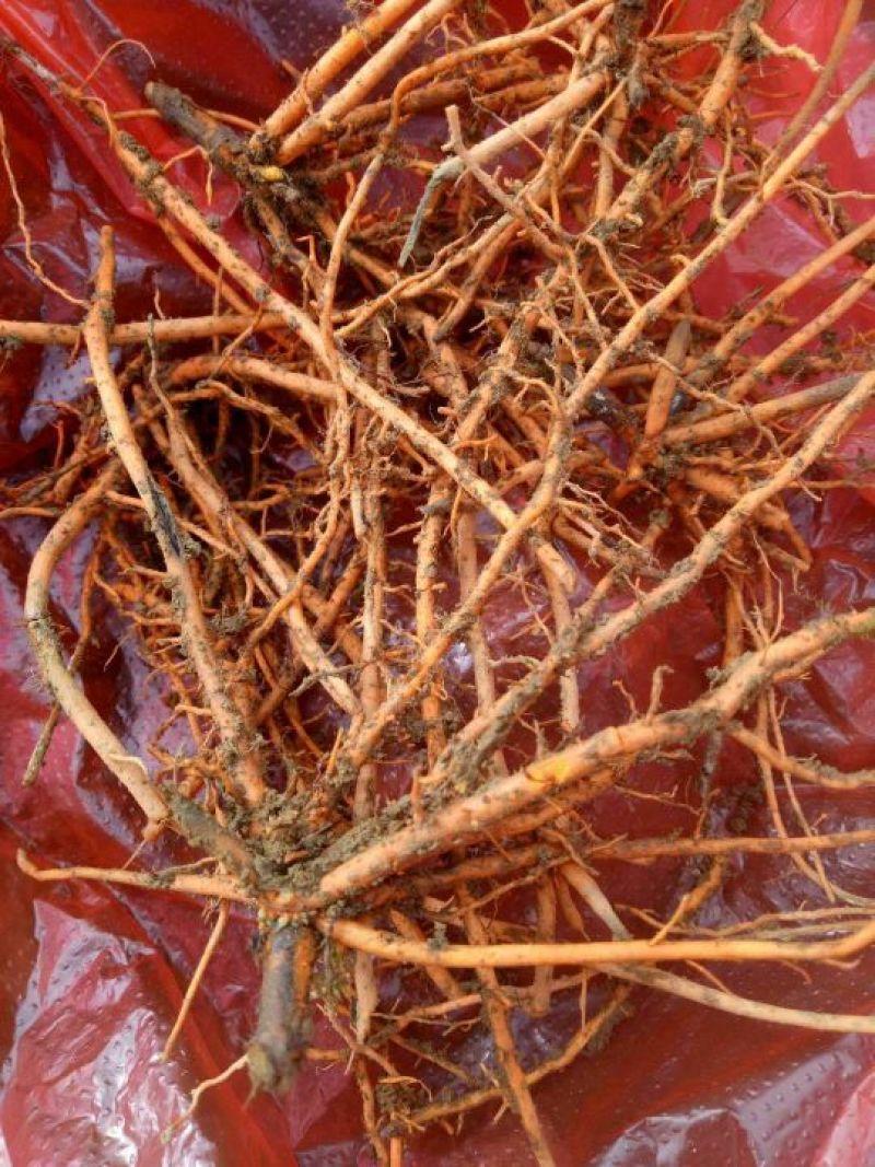 野蚕豆野蚕豆根