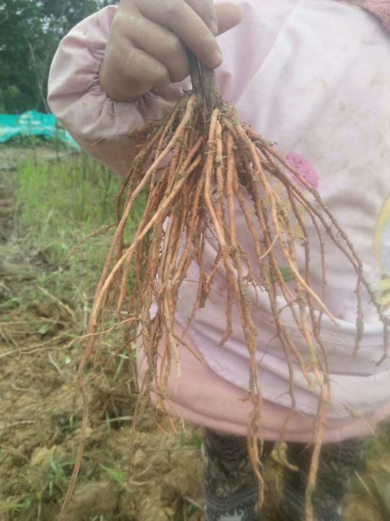 野蚕豆野蚕豆根