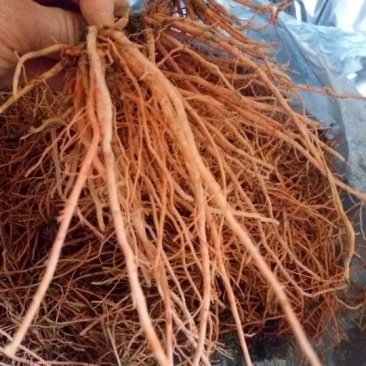 野蚕豆野蚕豆根