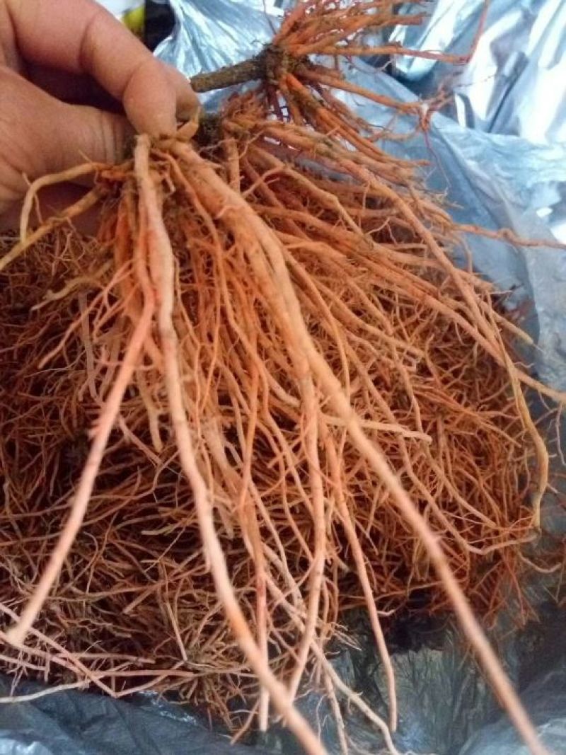 野蚕豆野蚕豆根