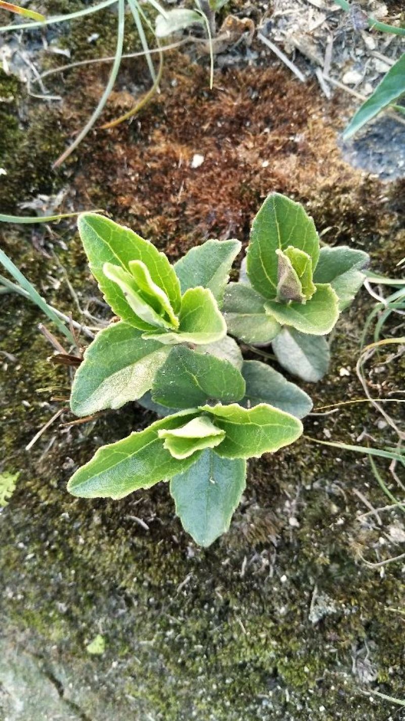 野蚕豆野蚕豆苗
