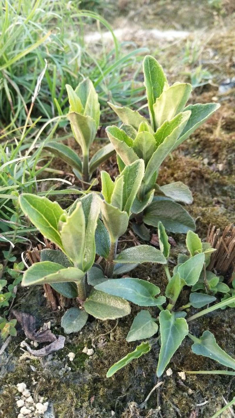 野蚕豆野蚕豆苗