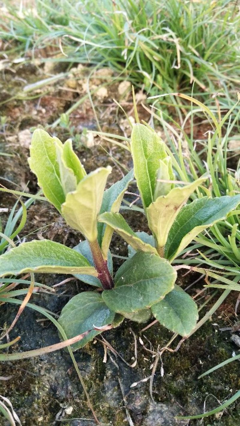 野蚕豆野蚕豆苗