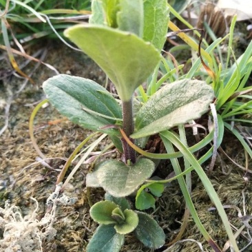 野蚕豆野蚕豆苗