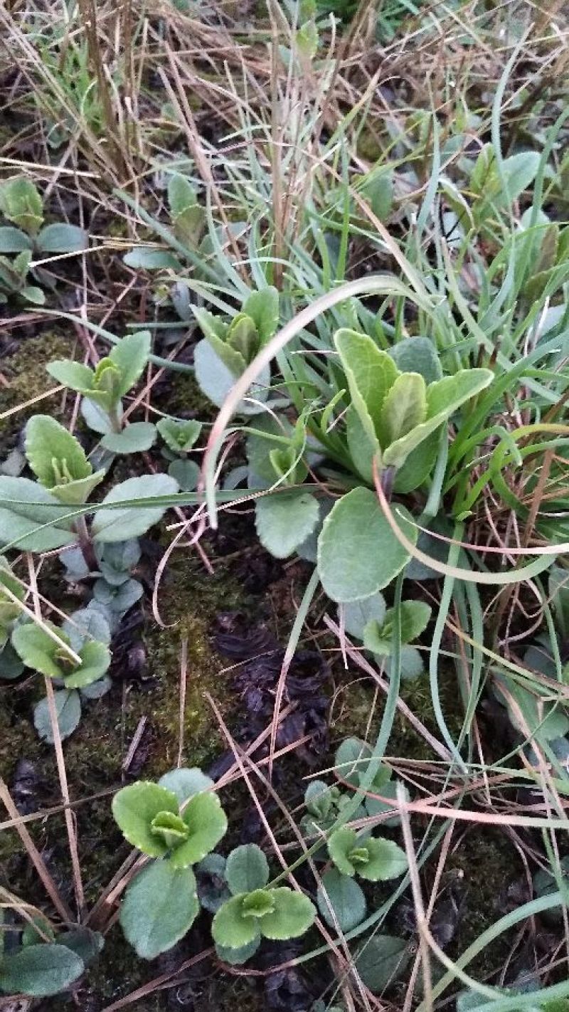 野蚕豆野蚕豆苗