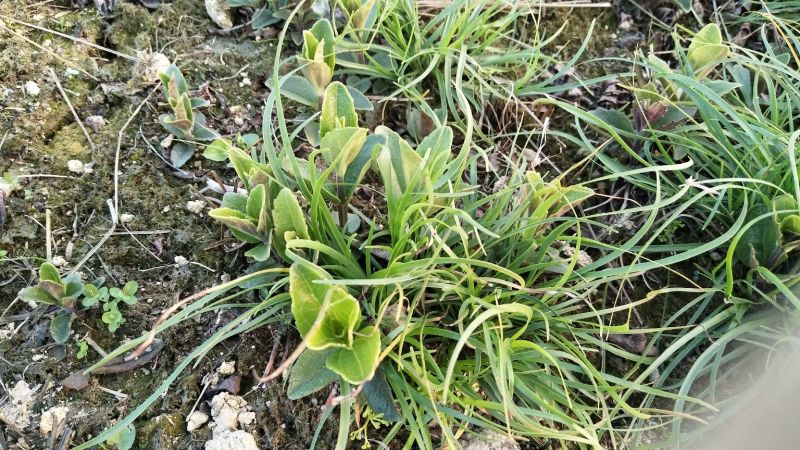 野蚕豆野蚕豆苗