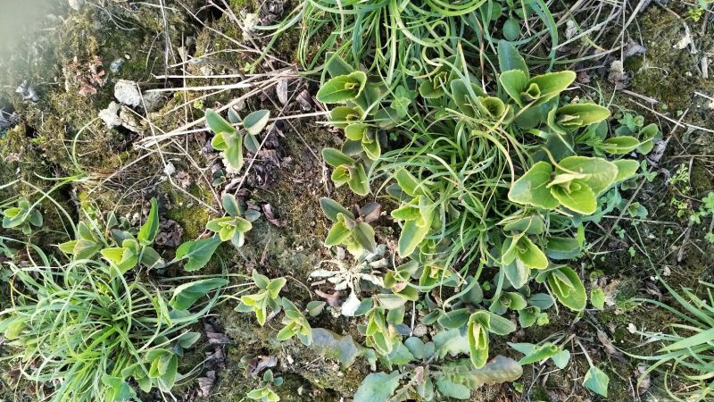 野蚕豆野蚕豆苗