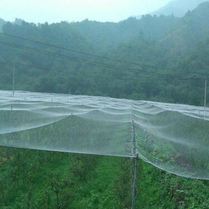 防鸟网防鸟网果园防鸟网果树防鸟网尼龙网葡萄网防护网