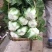 四川精品黄心白菜，大量供货，无烧心，无麻点，货源充足。