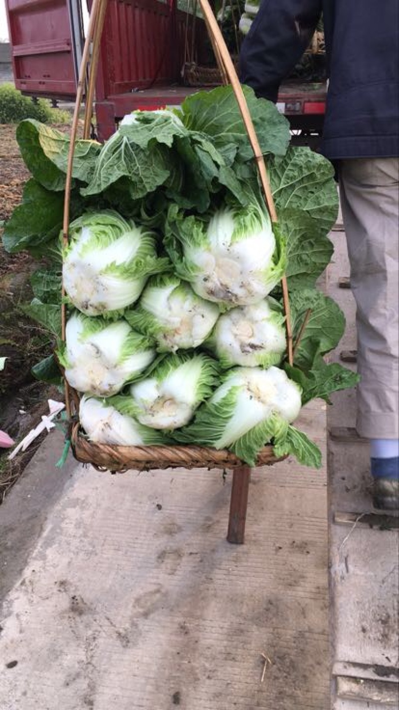 四川精品黄心白菜，大量供货，无烧心，无麻点，货源充足。