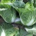 四川精品黄心白菜，大量供货，无烧心，无麻点，货源充足。