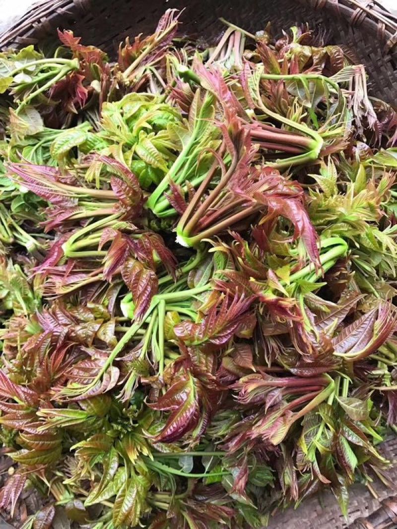 商洛红绿叶香椿芽15cm以下