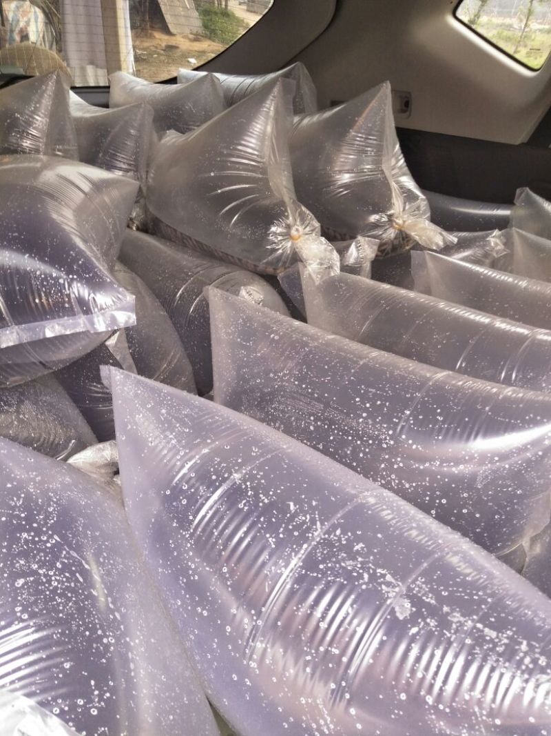 红罗非鱼苗√广东水产红斑苗√彩虹鲷🌟淡水养殖苗包活包