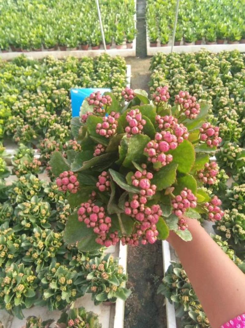 长寿花
