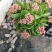 长寿花